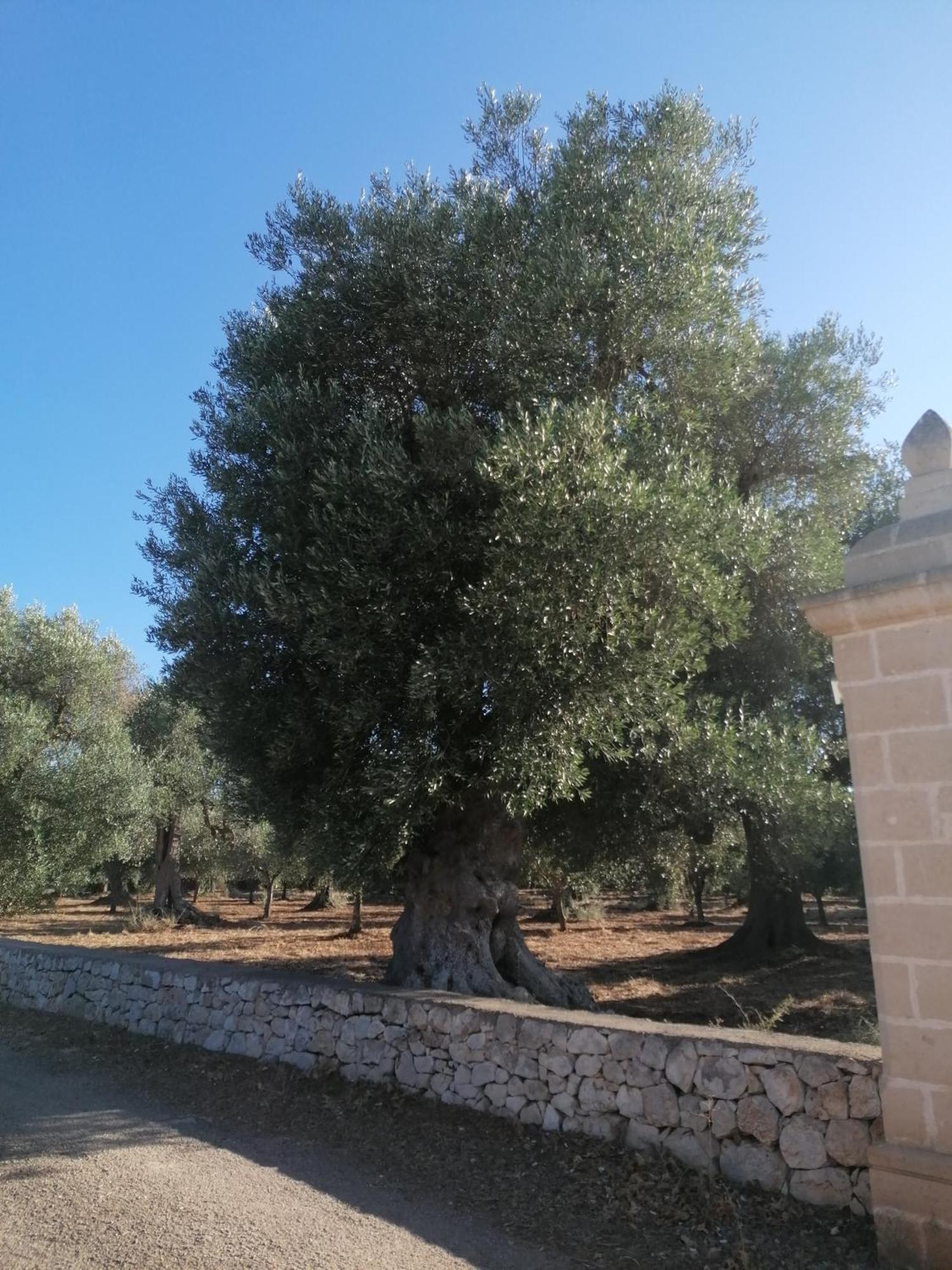 Masseria Le Betulle San Vito dei Normanni Luaran gambar