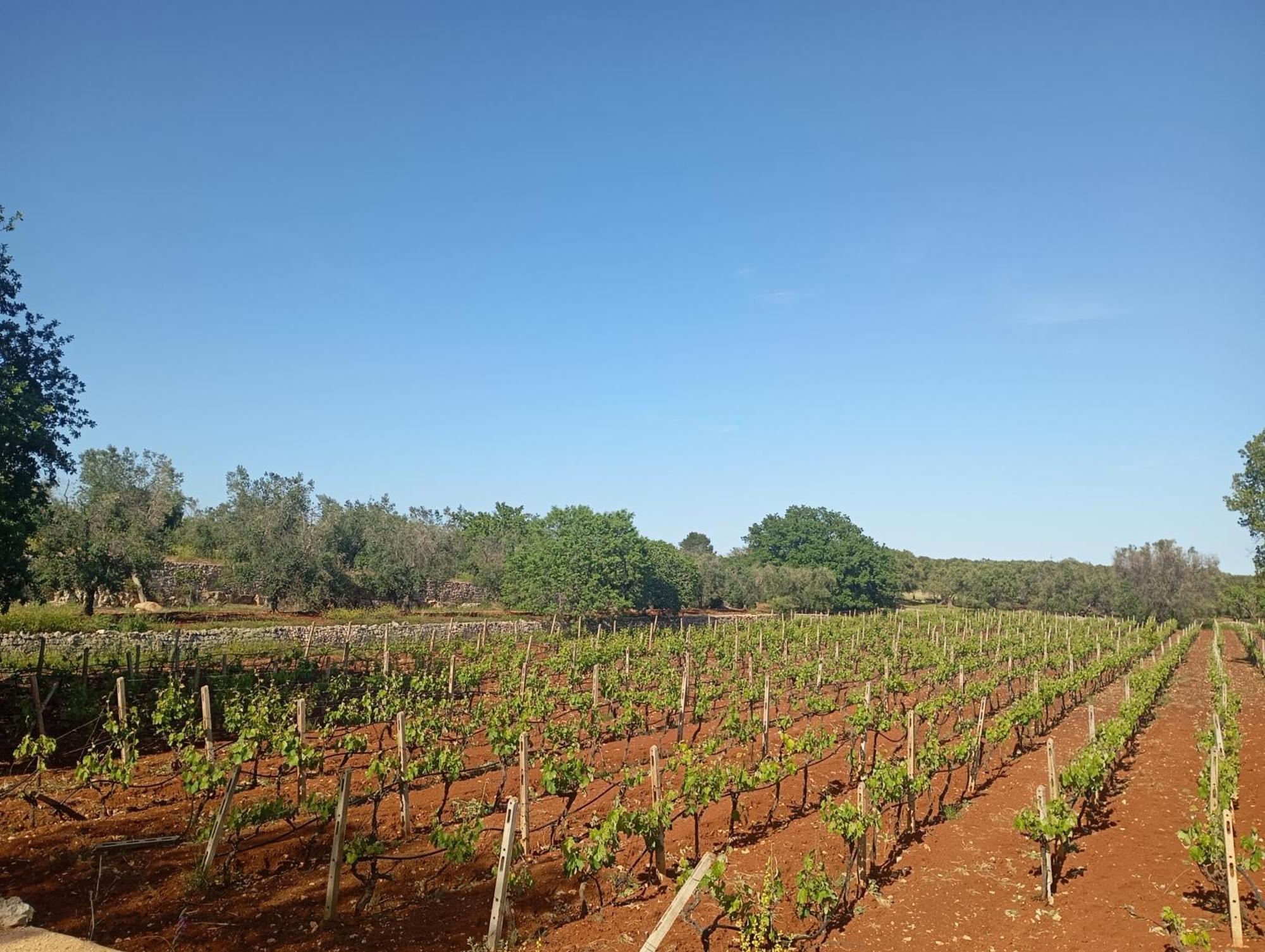 Masseria Le Betulle San Vito dei Normanni Luaran gambar